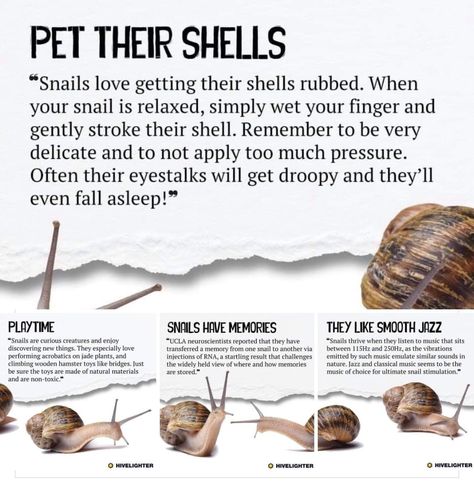 Slug Terrarium, Types Of Snails, Snail Terrarium, African Snail, Bioactive Vivarium, Giant African Land Snails, Animal Infographic, Pet Snails, Fish Tank Terrarium