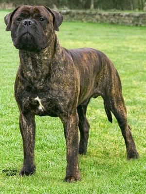 CH Jaynos Big Bopper - British breed record holder, functional & gorgeous Bull Mastiff Dogs, Big Bopper, Mastiff Breeds, Bully Breeds Dogs, Big Dog Breeds, Cane Corso Dog, Corso Dog, Scary Dogs, Mastiff Dogs