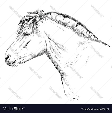 Horse Head Drawing, Horse Template, Animal Line Drawings, Fjord Horse, Profile Drawing, Horse Anatomy, Drawing Examples, Horse Tattoo, Horse Drawing