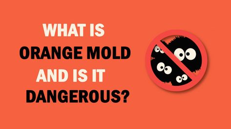 ⚠️☢️ Orange mold is most common in bathrooms and inside showers. Learn what are the health risks of exposure to orange mold and how to remove it once for all times: https://www.bustmold.com/resources/about-mold/types-of-mold/orange-mold/ #mold #orangemold #moldremoval #moldbusters Mold In Basement, Bathroom Mold Remover, What Is Health, Mold In Bathroom, Exposed Rafters, Cleaning Mold, Mold Remediation, Types Of Mold, Small Basements