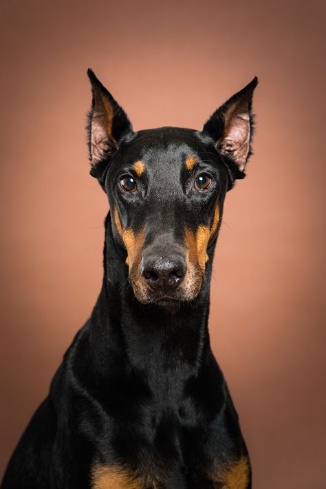 Cat Pet Photography, Animal Photography Portraits, Animal Studio Photography, Animal Portrait Photography, Pet Portrait Photography, Studio Pet Photography, Dog Reference Photo, Dog Portraits Photography, Dog Studio Photography