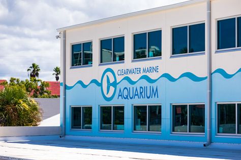 Marine Rescue, Florida Botanical Gardens, Caladesi Island State Park, Clearwater Marine Aquarium, Dolphin Tale, Clearwater Florida, Marine Aquarium, Marine Conservation, Visit Florida