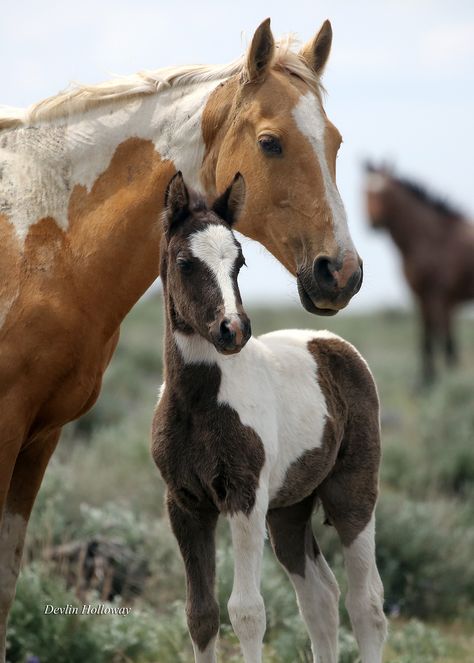 Pictures Of Horses Amazing Photos, Wild Horse Aesthetic, Aesthetic Horse Pictures, Photos Of Horses, Pictures Of Horses, Horses Photos, Horse And Foal, Foal Horse, Wild Horses Mustangs