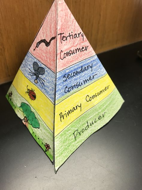 Bring energy pyramid into focus with a 3D model for students to create and use. Pyramid Template, Food Pyramid Kids, Science Food Chains, Ecological Pyramid, Foldables Templates, Pyramid Model, Ecosystems Projects, Plate Boundaries, Science Anchor Charts