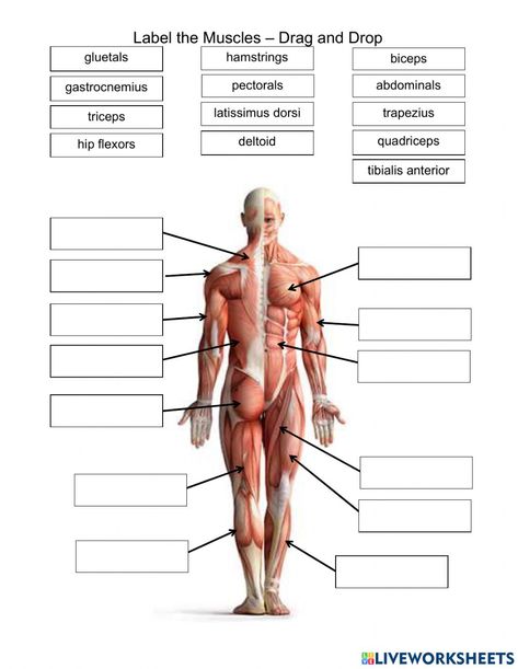 Muscular System Labeled, Human Body Muscles, Muscular System Anatomy, Skeleton Muscles, Muscle Diagram, Human Muscle Anatomy, Muscle System, Anatomy Bones, Body Study