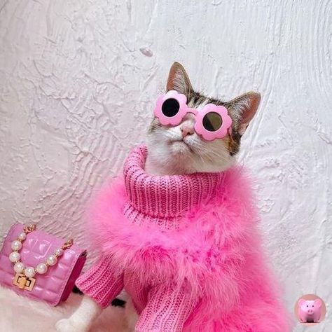 Funny Pictures Of Animals, Animals In Clothes, Gatos Cool, Fancy Cats, Save The Elephants, Instagram Baby, Cat Hat, Cat Photography, Pink Cat