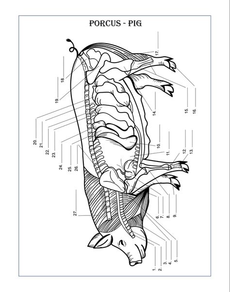 Dairy Cow Breeds, Animal Physiology, Vet School Motivation, Veterinary Anatomy, Anatomy Coloring, Vet Tech School, Anatomy Book, Veterinary Studies, Anatomy Coloring Book