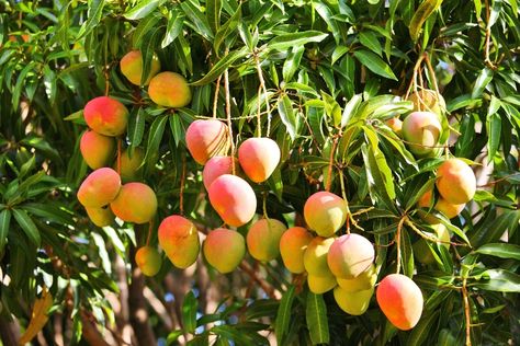 One Village in India Has Over 100 Varieties of Mangoes - Nspirement Arborvitae Tree, Apricot Tree, Hydrangea Bush, Fountain Grass, Blueberry Bushes, Mango Tree, All Fruits, Rose Trees, Variety Of Fruits