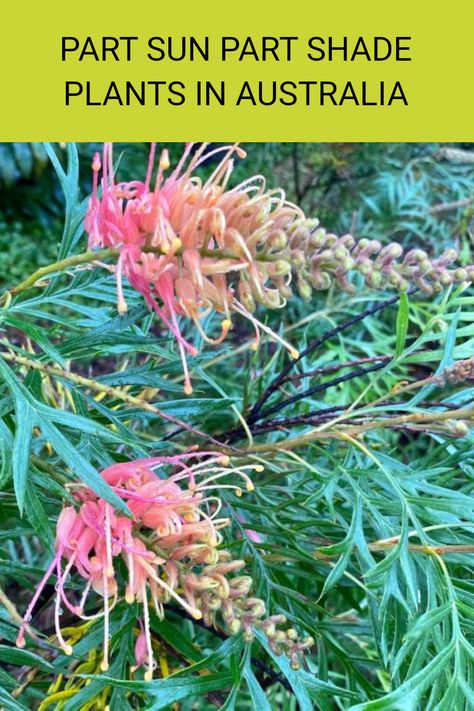 Discover the perfect plants for part sun and shade in Australian native gardening. Many Australian native plants thrive in these conditions, making your garden both lush and diverse. Examples like grevillea provide stunning flowers while supporting local wildlife. If you're looking to enhance your backyard with beautiful, resilient plant varieties, this guide is just what you need. Read the full article to explore the best options for creating an attractive garden that fits your unique space! Native Australian Garden, Part Shade Plants, Australian Gardens, Rainforest Trees, Tall Shrubs, Ultimate Backyard, Screen Plants, Native Gardens, Australian Native Garden