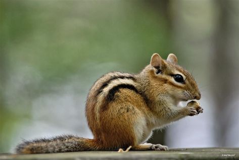 Chip Munks, Chipmunk Cute, Eastern Chipmunk, Practice Sketching, Wild Animals Photos, Woodland Friends, Kawaii Animals, Animal Posters, Wildlife Animals