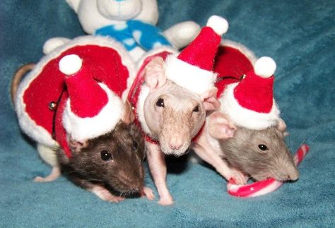 Aldi Christmas Rat, Rats With Hats, Rat Christmas, Fancy Rats Pets, Rat Cage, Cat Chrismast Meme, Santa Suit, Santa Suits, Fnaf Memes