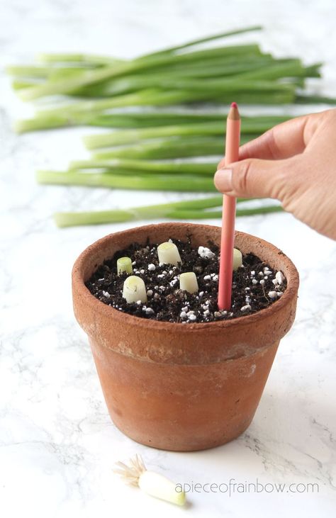 How to regrow green onions, scallions, spring onions from kitchen scraps infinitely! Two fast & easy ways to grow cuttings in water or soil indoors or outdoors for endless harvests! – A Piece of Rainbow #backyard #gardens #gardening #gardeningtips #homestead #homesteading #urbangardening #gardendesign #gardenideas #containergardening #diy #gardeningtips homestead, green living, gardening tips, sustainable ideas, kids science projects, homeschool activities Kids Science Projects, Regrow Green Onions, Organic Liquid Fertilizer, Green Onions Growing, Plants Grown In Water, Indoor Herbs, Sustainable Ideas, Regrow Vegetables, Onion Flower