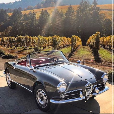 @oldtimer.shots on Instagram: “What a beautiful Giulietta Spider 😍 Follow: @oldtimer.shots  Credit: @classiccarvoyage  #alfaromeo  #giulietta  #classicalfa  #cars #car…” Alfa Romeo Giulietta Spider, Alpha Romeo, Carros Vintage, Alfa Romeo Spider, Alfa Romeo Giulietta, Alfa Romeo Cars, British Sports Cars, Mc Laren, Ford Galaxie