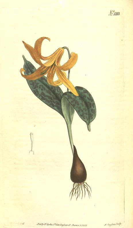 v.27-28 (1808) - Curtis's botanical magazine. - Biodiversity Heritage Library Trout Lily Tattoo, Family Illustrations, Plant Tattoos, Background Tattoo, Trout Lily, Lilies Drawing, Wildflower Tattoo, Pressed Flower Crafts, Missouri Botanical Garden