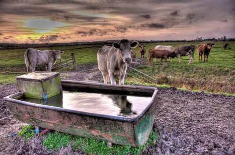 Cattle Water Trough Cattle Water Trough, Livestock Water Trough, Cattle Corrals, Water Tub, Tiny Farm, Kentish Town, Water Trough, Dairy Cattle, City Farm