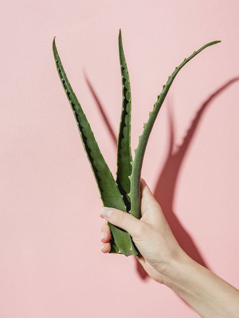 People Are Obsessed With Putting Aloe Vera in Hair—Here's Why Olivier En Pot, Aloe Vera Moisturizer, Baking Soda For Hair, Aloe Vera For Skin, Aloe Vera For Hair, Baking Soda Shampoo, Healthy Natural Hair, Clarifying Shampoo, Facial Moisturizers