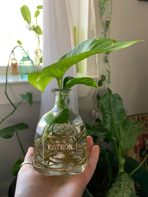 Plant Care Houseplant, Pothos Plant, Plant Aesthetic, Pretty Plants, Plant Mom, Plant Lady, Cool Plants, Green Aesthetic, Dream Garden