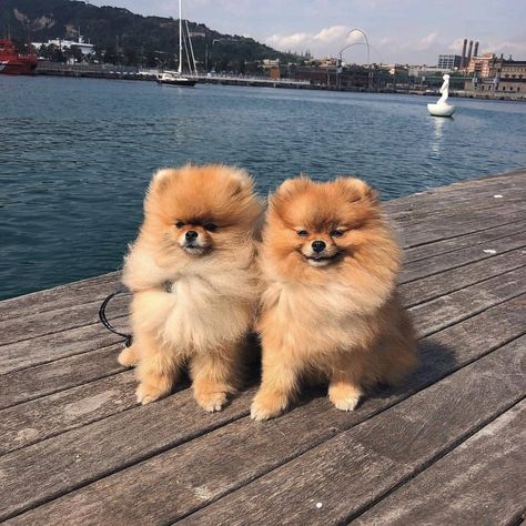 Dogs Group Photo, Pomeranian Pictures, Pomeranian Mom, Pom Mom, Sunshine Beach, Baby Shopping, Cute Pomeranian, Cute Sun, Cute Little Puppies