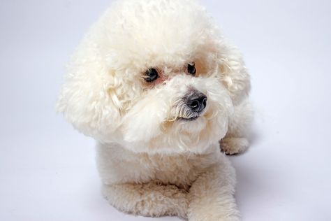 15 Adorable Bichon Frise Haircuts (With Pictures) – Dogster Bishon Dogs Haircut, Bichon Frise Haircut Styles, Bichon Frise Art, Lamb Cuts, Puppy Cut, Dog Haircuts, Bichon Frise Dogs, Face Cut, Dog Cuts