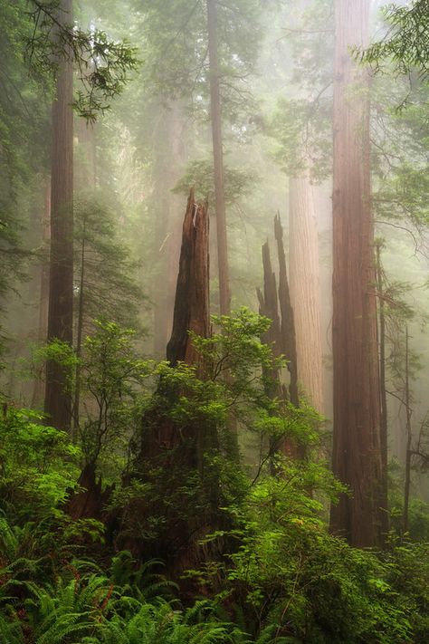 Coast redwood tree stump Redwoods Aesthetic, Redwood Trees, Redwood Forest Aesthetic, Redwood Forest Photography, Sequoia Forest, Dawn Redwood Tree, Fairy Circle, Green Academia, Coastal Redwood