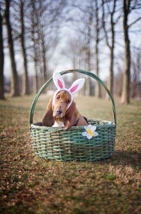 Easter Dog Photos, Easter Pet Photos, Puppy Calendar, Easter Photoshoot, Puppy Photography, Dog Calendar, Easter Dog, Dog Poses, Dog Photoshoot