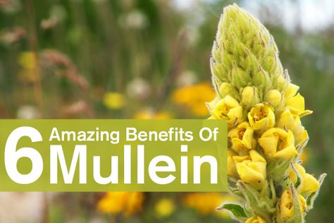 Mullen Tea Benefits, Mullen Herb Benefits, Mullein Benefits, Benefits Of Mullein, Edible Herbs, Herbal Pharmacy, Herbs Healing, Remedy For Cold, Witches Apothecary