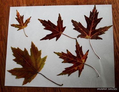 Mike’s grandma gathered some stunning fall leaves while we were in Montreal! We pressed them in a book, and then ran them through our laminator. If you don’t have a laminator, we’ve also had excellent success covering leaves in contact paper. I put a few leaves in each laminating pouch, and ran them through the… Fall Preschool Unit, Leaves Craft, Fall Preschool, Preschool Science, Autumn Crafts, Kids Learning Activities, Contact Paper, Fall Ideas, Fall Holidays