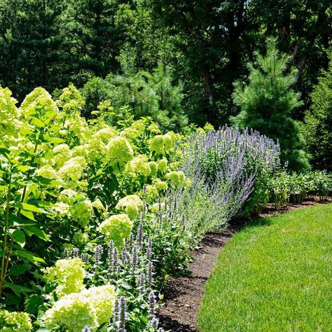 Russian Sage Hydrangea Landscaping, Russian Sage In Garden, Hydrangea And Russian Sage, Russian Sage Hedge, Hydrangea And Salvia, Russian Sage And Hydrangea, Russian Sage Landscaping, Salvia Landscaping, Little Lime Hydrangea