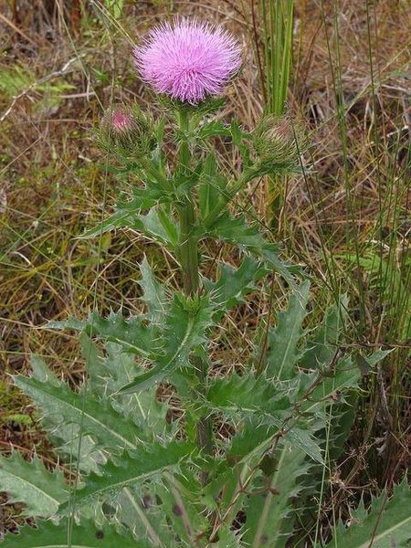 Cirsium horridulum (Bristle Thistle, Bull Thistle, Horrid Thistle, Purple Thistle, Spiny Thistle, Yellow Thistle) | North Carolina Extension Gardener Plant Toolbox Bull Thistle, Thistle Leaves, Purple Thistle, Soil Texture, Simple Leaf, Sandy Soil, Attract Pollinators, Burgundy Flowers, Herbaceous Perennials