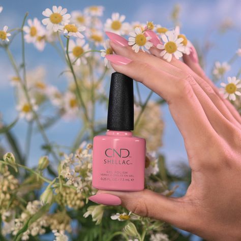 Kiss from a Rose is the richest shade in our new #CNDEnglishGarden collection. Cnd Shellac Colors Winter, Shellac Cake Pop, Bubblegum Pink Nails, Cnd Shellac Colors, Shellac Nail Colors, Kiss From A Rose, Cnd Colours, Shellac Colors, Nail Coat