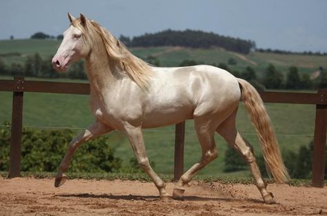 Isabel (European name for Cremello or Perlino) Lusitano stallion Cupido Interagro Perlino Andalusian, Perlino Horse, Name For, Lusitano Stallion, Lusitano Horse, Horse Coat Colors, Pictures Friends, Q Photo, Pony Breeds