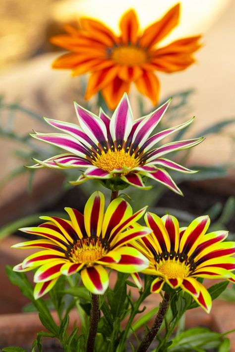 Gazania Splendens  Sunshine Hybrids   Mixed  260 high quality seeds The packaging of this product is fully compostable, so once you have finished with it, it can be added to the compost heap, so nothing goes to landfill. Gazania Splendens is a gorgeous annual flower, which will bloom in very large multicoloured blooms. It is heat and sun resistant so will thrive in full sun and in higher temperatures. These stunning flowers will flower from early summer right through to the first frost. They wil Gazania Flowers, Compost Heap, Stunning Flowers, Annual Flowers, Flower Garden, Beautiful Flowers, Seeds, Eco Friendly, Heat