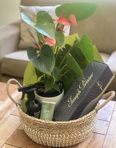 Potted flowering anthurium,,in a classic what planter with, paired with Munashorganics Indoor plant food spray, gardener's hand cream...then to toast the labour of the planting with a glass or 2 of champagne!  Delivered within the extended Brisbane area $155 (including delivery!)
Hello@Sproutopia.com.au for more details Plant Gift Hamper Ideas, Plant Hampers Gift Ideas, Gift Basket With Plant, Unique Hampers Ideas, Housewarming Plant Gift, Flower Hampers Gift Ideas, Plant Gift Wrapping Ideas, Plant Basket Ideas, Plant Gifts Ideas