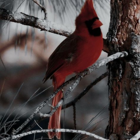 Red Bird Aesthetic, Cardinal Aesthetic, Hunter Wittebane, Bird Aesthetic, Aesthetic Royal, Nancy Drew Games, Golden Guard, Free Bird, Dark Icon