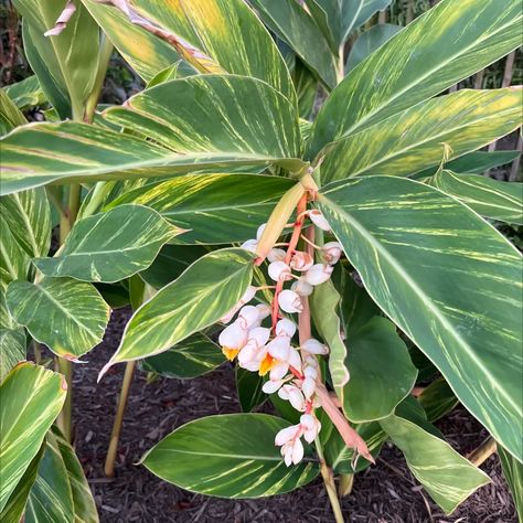 🌞 Is Direct Sunlight Good for My Variegated Shell Ginger? Shell Ginger Plant, Shell Ginger, Ginger Plant, Tropical Sun, Dappled Light, Water Mist, Houseplants Indoor, Unique Plants, Spot Popping