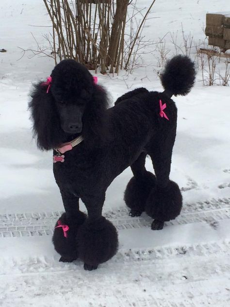 Valentine Hairstyles, Bows In Hair, Baby Black Cat, Chocolate Poodle, Poodle Rescue, Dog Dye, Poodle Hair, Poodle Cuts, Black Poodle