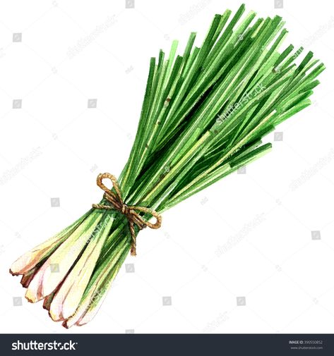 White Watercolor, Lemon Grass, Free Image, Watercolor Illustration, Image Illustration, Food Art, Royalty Free Images, Stock Illustration, Watercolor Paintings