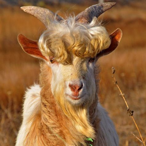 1024x1024 Wallpaper goat, horns, hair, fur G.o.a.t Wallpaper, Goat Picture, Female Goat, Goat Herding, Goat Horns, Cute Goats, Nature Tour, Young Animal, Animals Beautiful