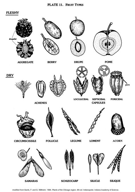 Plate 11: Fruit Types. The Fruit Of Evolution, Fruit Types, Anatomy Of Plants Botany, Fig Tree Analogy, Evolution Of Plants, Horticulture Education, Plant Anatomy, Vetenskapliga Experiment, Botanical Science