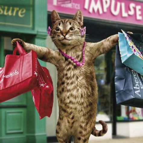 Kitty goes shopping Cat Calendar, Happy Sunday Quotes, Sunday Quotes, Silly Cats, Happy Sunday, Cat Pics, Cat Art, A Cat, Cats And Kittens