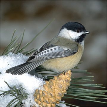 Chickadee On The Wings Of Love, Black Capped Chickadee, Bee Bee, State Birds, Chickadees, Winter Bird, Nature Birds, Dee Dee, Backyard Birds