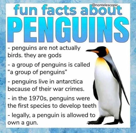 a Facts About Penguins, Fun Facts About Penguins, Group Of Penguins, Funniest Memes, Animal Jokes, Know Your Meme, Cute Animal Drawings, Funny Facts, The Hobbit