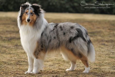 Blue merle Collie (by SaNNaS) Merle Collie, Blue Merle Collie, Blue Merle Sheltie, Shetland Sheepdog Blue Merle, Scotch Collie, Rough Collies, Shetland Sheepdog Puppies, Sheltie Dogs, Shetland Sheep