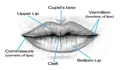 Lip Anatomy Drawing, Lips At Different Angles, Lip Anatomy, How To Draw Lips, Drawing Lips, Beginner Drawing Lessons, Draw Lips, Facial Anatomy, Mouth Drawing