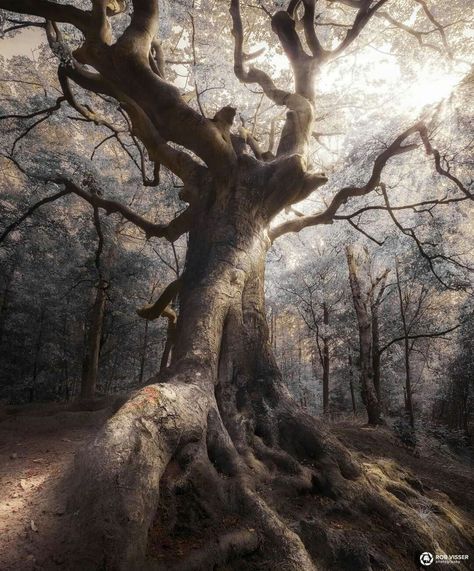 Photo by Rob Visser Photography Weird Trees, Horror Tattoo, Old Tree, Old Trees, Unique Trees, Tree Photography, Silver Tree, Tree Hugger, Tree Forest