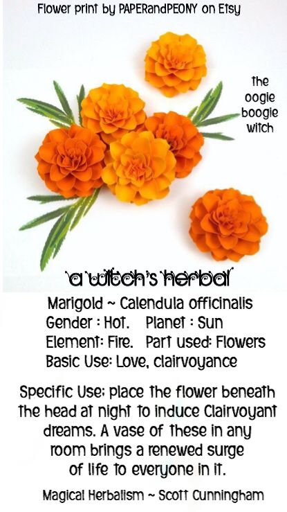 Marigold Uses Witch, Marigold Witchcraft, Calendula Magic, Marigold Uses, Mabon Ideas, Marigold Magic, Herb Pantry, Plant Magick, Homemade Oils