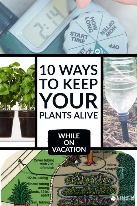 10 Ways to Water Plants While on Vacation - Essential Home and Garden Self Watering Plants, Garden Pest Control, Insect Control, Garden Guide, Garden Pests, Self Watering, Water Flowers, Balcony Garden, Water Plants