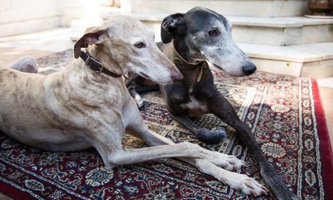 Galgos: how rescue greyhounds became fashionable in Barcelona Greyhound Rescue, Greyhound, Barcelona, Dogs, Animals