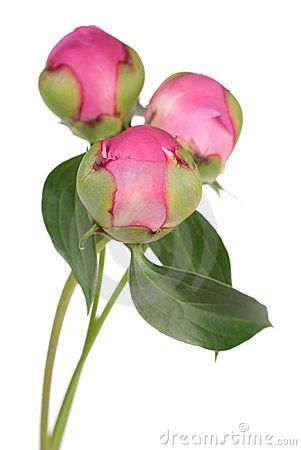 Peony buds by Yury Shirokov, via Dreamstime Peony Buds, Peony Drawing, Peony Leaves, Peony Bud, Peony Painting, Flower School, Watercolor Flower Art, Brooch Bouquet, Acrylic Flowers