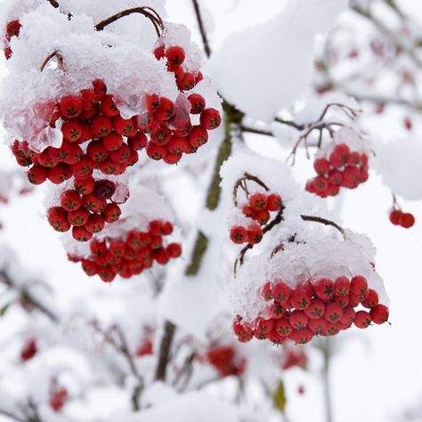 red | galuppi | Flickr Red On White Aesthetic, Red And White Astethic, Red Winter Aesthetic, Red Color Aesthetic, Light Red Aesthetic, White And Red Aesthetic, Red White Aesthetic, Red Widgets Aesthetic, Red And White Aesthetic